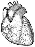 File:Heartdrawing2.png