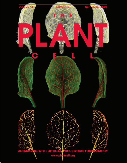 File:PlantCell.png